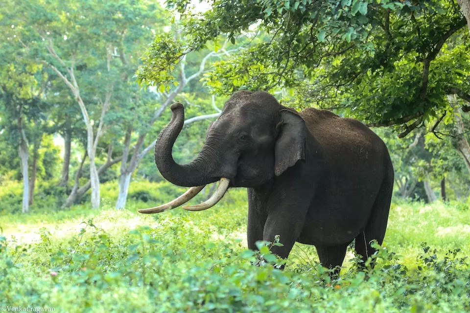 Informatii despre elefant » Anatomia elefanților